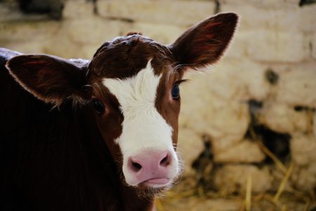 Calf Cow