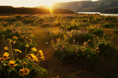 Summer Meadow Sunlight